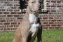 Dangerous Pit Bulls Viciously Attack Florida German Shepherd on Camera