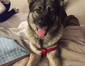 German Shepherd Elkhound Mix "Evie" Killed in Ohio Inmate Assisted Rehab Program #JusticeForEvie