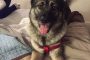 German Shepherd Elkhound Mix "Evie" Killed in Ohio Inmate Assisted Rehab Program #JusticeForEvie