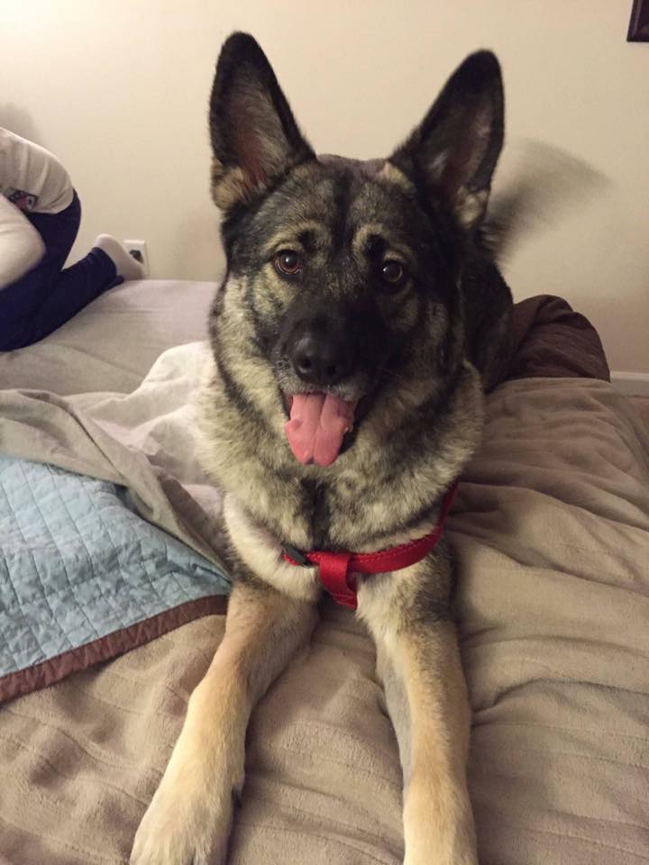 Norwegian Elkhound German Shepherd Wolf Mix