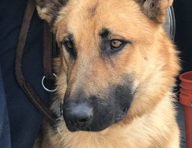 German Shepherd "Mendo" Rescued in California Wildfires Gets Home with Firefighter