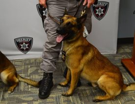 With Pot Legalization, Old K9s Face High Unemployment