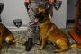 With Pot Legalization, Old K9s Face High Unemployment