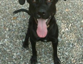 German Shepherd - Lab Mix "Boomer" Goes from Shelter Dog to Police K9