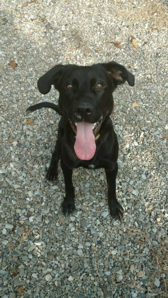 German Shepherd Lab mix Boomer