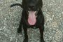 German Shepherd Lab mix Boomer