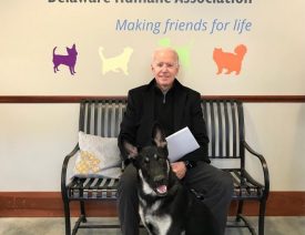 Meet Joe Biden's German Shepherd "Major"