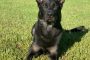 German Shepherd K9 Officer "Cigo" Shot and Killed on Christmas Eve