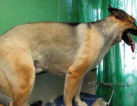 Should I Shave my German Shepherd?