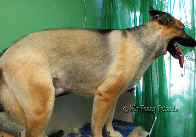 The Long Coated German Shepherd Dog