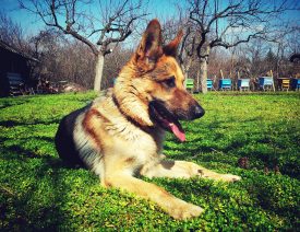 Idaho Police Rescue Runaway German Shepherd