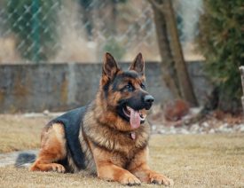 Did a German Shepherd Dog Test Positive for Coronavirus COVID-19?