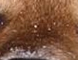 Can German Shepherds See in the Dark?