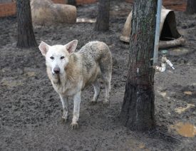 450 German Shepherd Dogs Rescued After Horrific Discovery