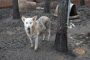450 German Shepherd Dogs Rescued After Horrific Discovery
