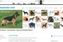 What Happened to Shawlein.com?