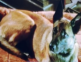 What Kind of Dog is "Bear" in "Person of Interest"?