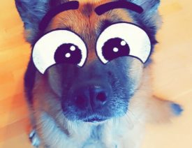 Big Eye Snapchat Dog Filter and How To Use It