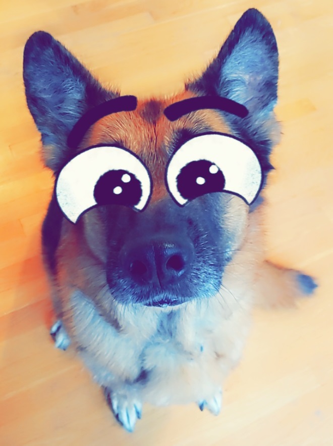 what dogs have big eyes