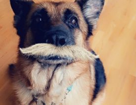 Mustache Snapchat Dog Filter and How To Use It