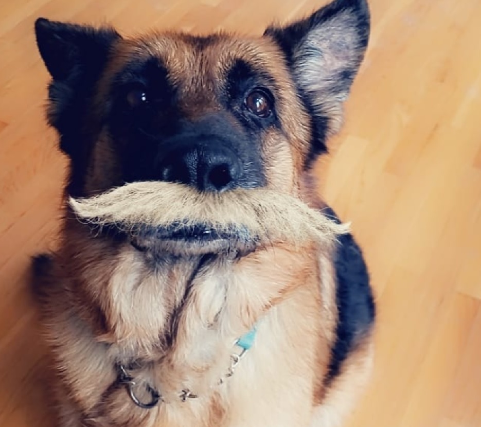 Mustache Snapchat Dog Filter and How To Use It - All About Shepherds