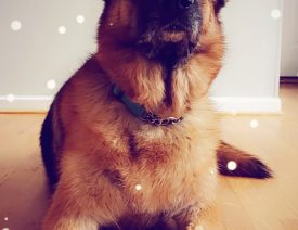 How To Use Snapchat Dog Filters on Your Dog