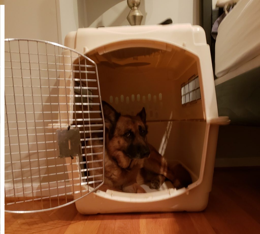 German Shepherd in a Crate