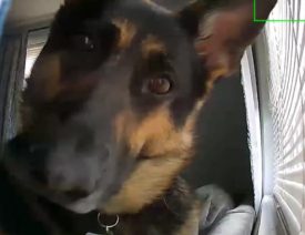 German Shepherd Plays With Home Security Camera, Goes Viral