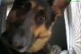 German Shepherd Plays With Home Security Camera, Goes Viral