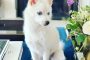 Is Ivanka Trump's New Dog "Winter" Part German Shepherd? Which Breed Is It?