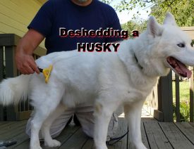 How To Deshed a Siberian Husky