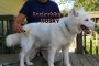 How To Deshed a Siberian Husky