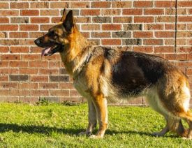 Sydney Scientists Sequence German Shepherd’s Entire Genome