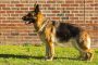 Sydney Scientists Sequence German Shepherd’s Entire Genome