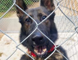 Midland, Michigan Police Department Welcomes New German Shepherd “Leo”