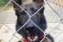 Midland PD German Shepherd Leo