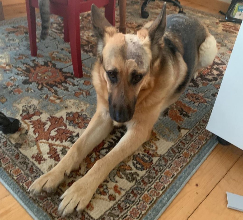 picture of german shepherd dog "Sally"