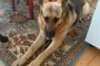 picture of german shepherd dog "Sally"