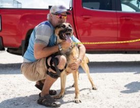 German Shepherd Dog and Owner Reunited After Hurricane Laura