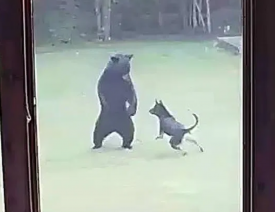 German Shepherd Dog and Black Bear Make an Unlikely Duo